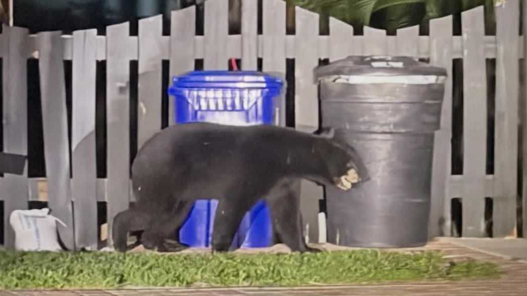 Black bear spotted on Evans Avenue in Fort Myers