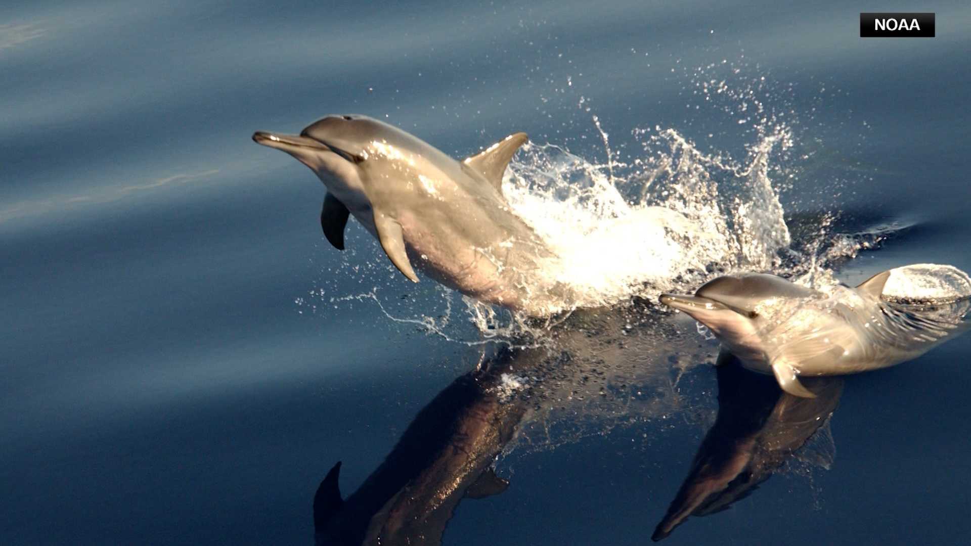 Hawaii study links tourism to declining spinner dolphin calf numbers
