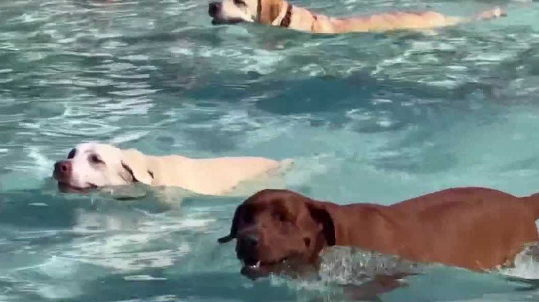 Signs of heat exhaustion in pets to look out for during the dog days of summer