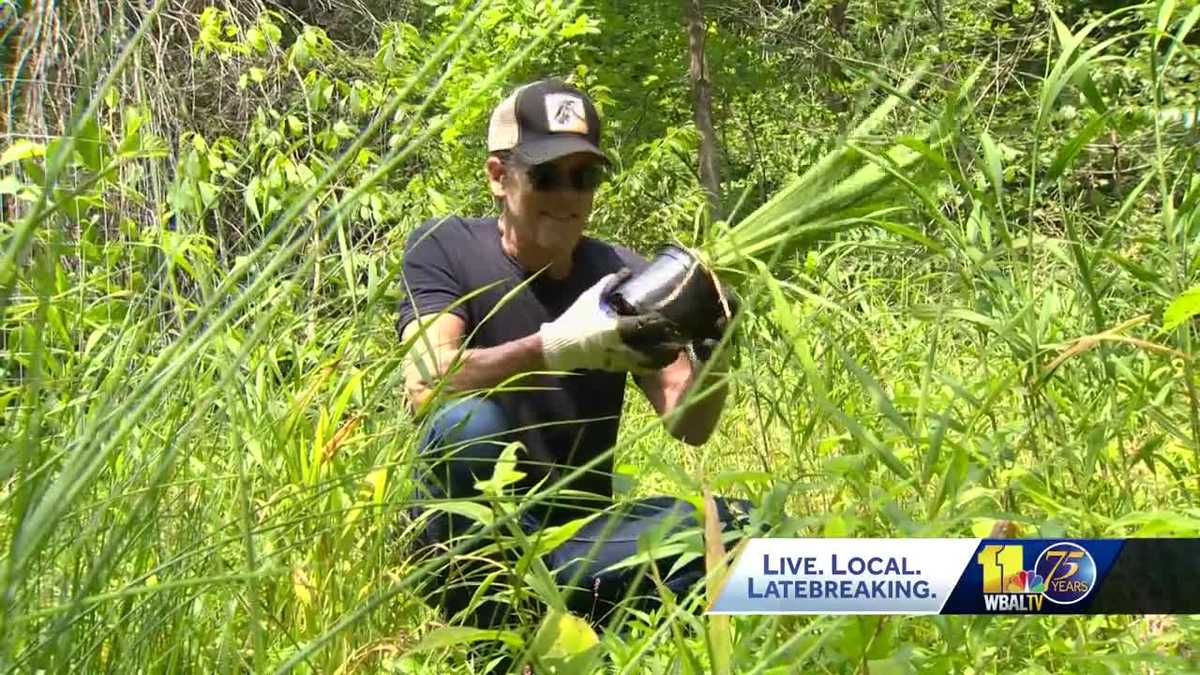 Bacon Brothers help with stream restoration project