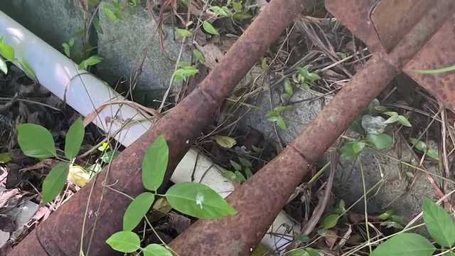 Couple finds WWII bombs in backyard of vacation home - Vimarsana News