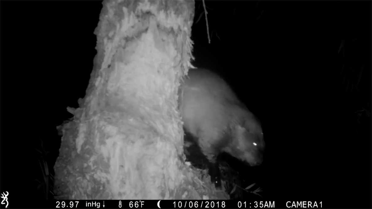 Camera catches beaver's failed tree-climbing attempt in hilarious video