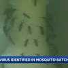 West Nile virus detected in Rye mosquitoes