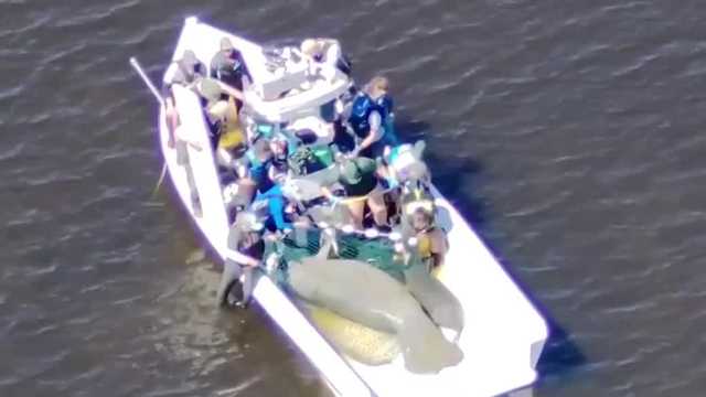 Behind the scenes: Inside a manatee rescue operation in Southwest Florida