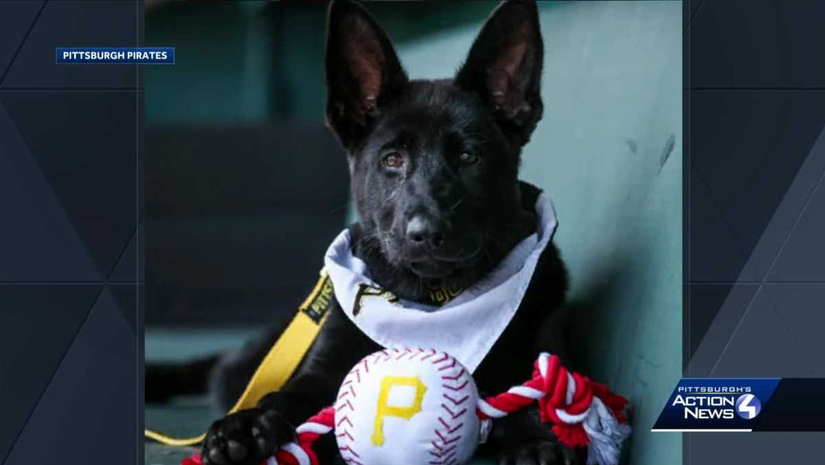 Pirates pup: Meet the new team dog