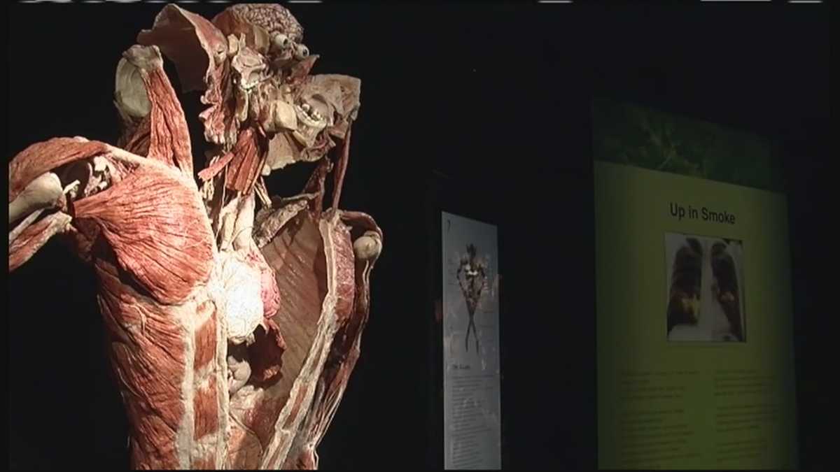 Exhibit uses real bodies to show human anatomy in Portland