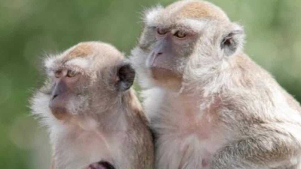 What is Alpha Genesis where monkeys escaped?