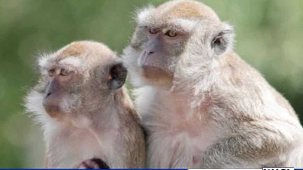 What is Alpha Genesis, the research center where monkeys escaped? - WJCL