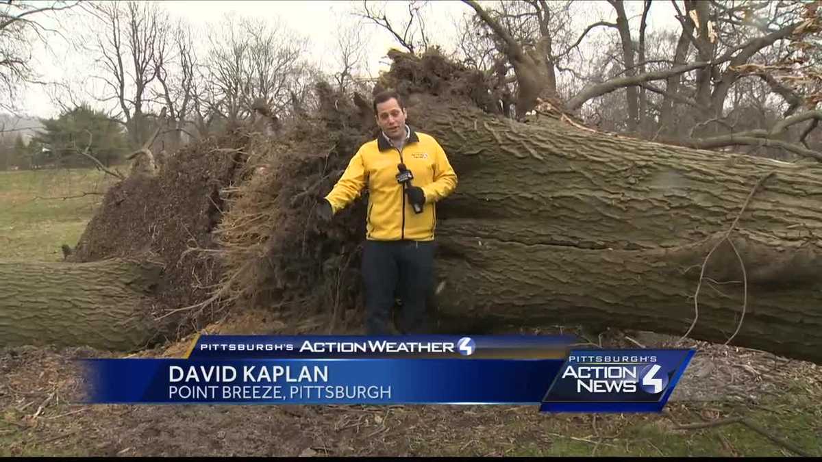 Strong winds bring down trees and power lines in Pittsburgh