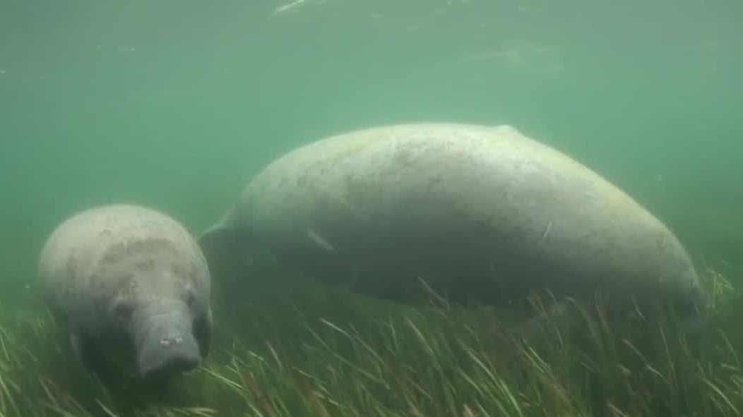 Study shows seagrass growth up 72% in Indian River Lagoon