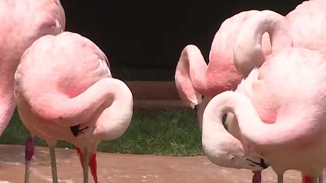 Kansas zoo flamingo spotted 17 years after going missing - Vimarsana News
