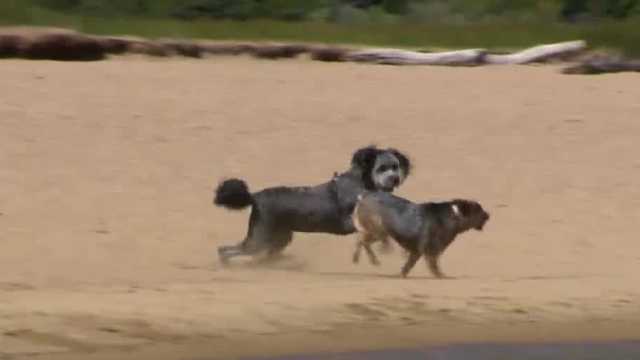 US Forest Service: Lake Tahoe toxic algae harmful to pets - Vimarsana News