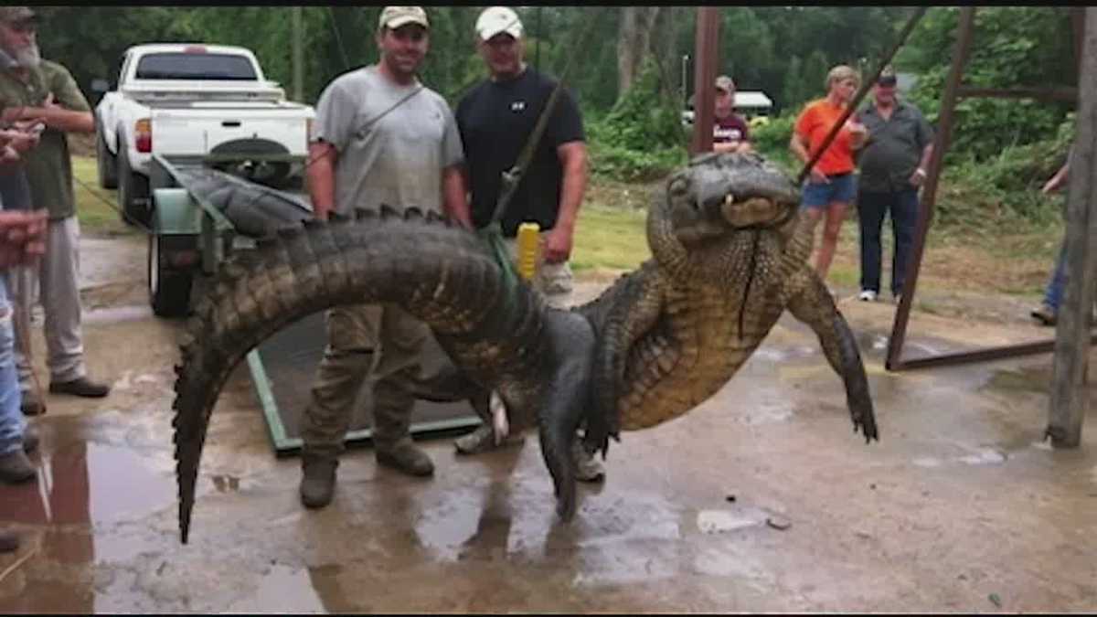 Mississippi's alligator season kicks off with a record breaker