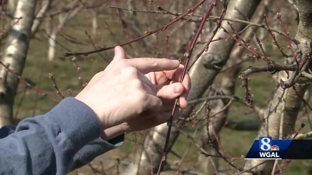 February's warm weather affecting local fruit crops - Vimarsana News