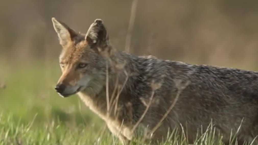 City of Johnston approves ordinance allowing humane euthanasia of coyotes