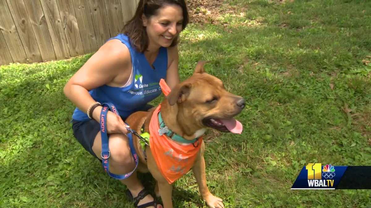 New house owners choose around shutdown animal shelter in Howard County