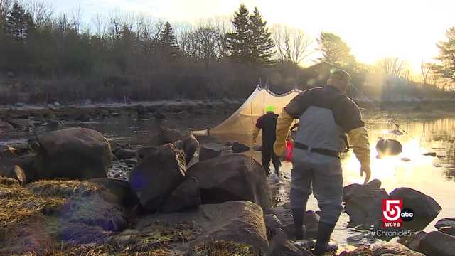 Anthony's Favorites: Maine's lucrative glass eel industry - Vimarsana News