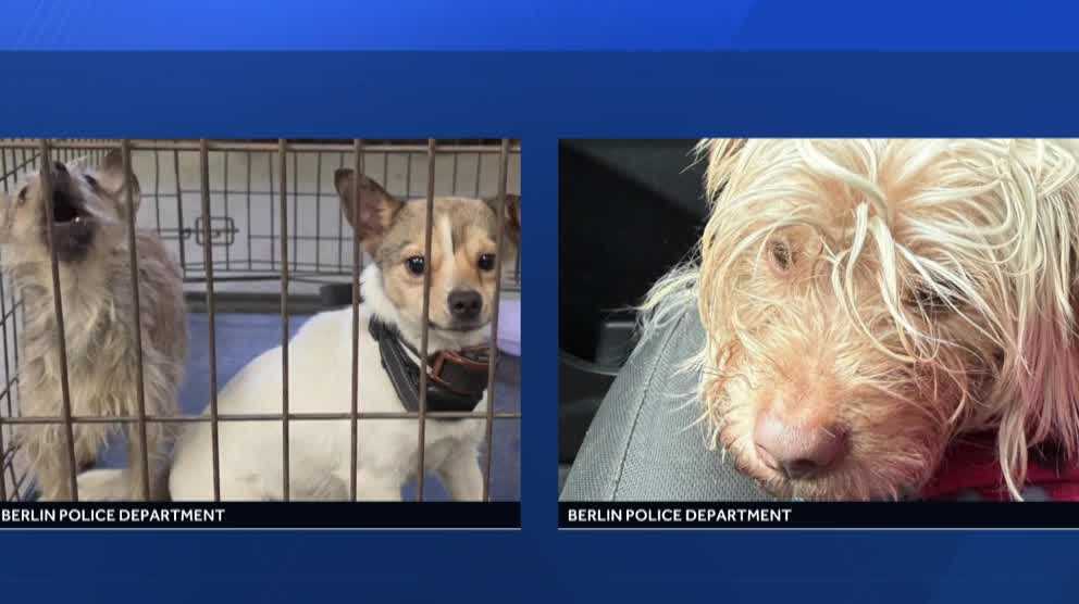 Berlin police looking for owner of dogs that were thrown out of SUV