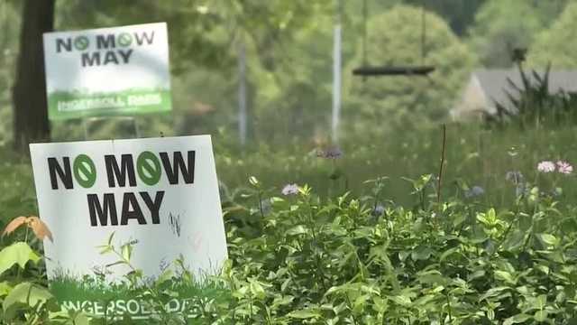 Why some experts say 'No Mow May' could be harmful to lawn health - Vimarsana News