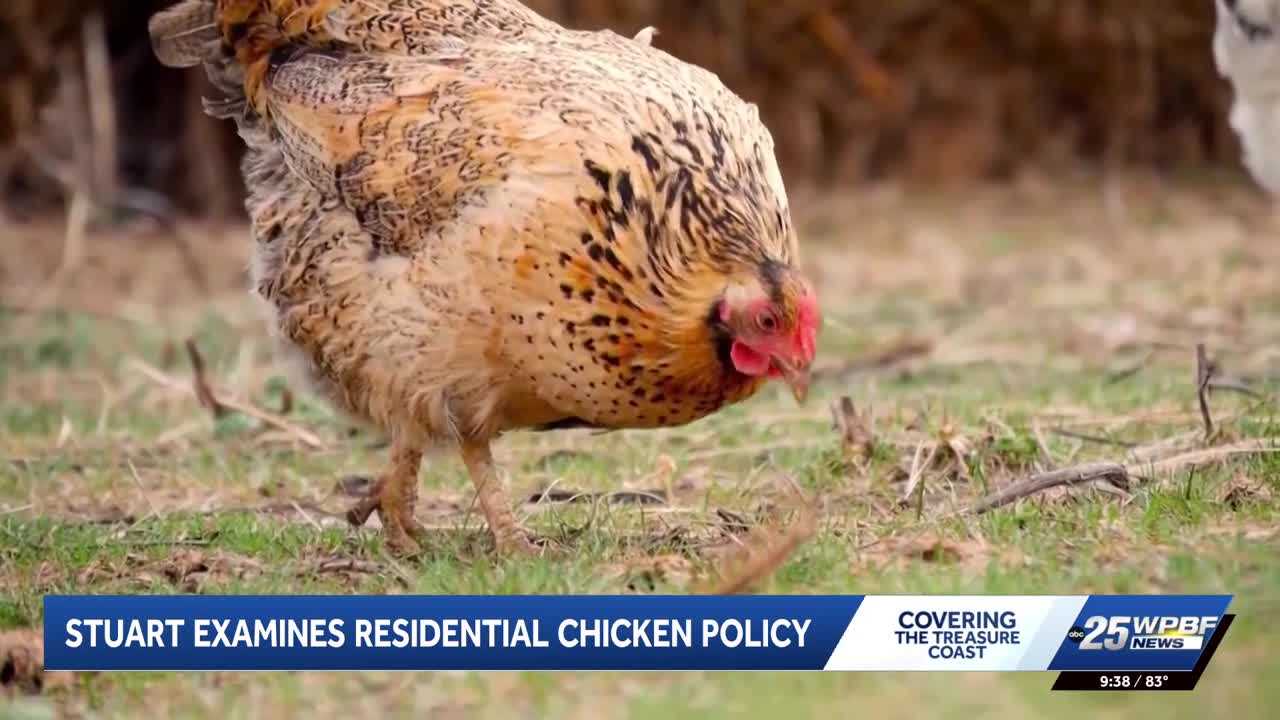 Stuart commissioners question proposed law allowing residents to keep chickens