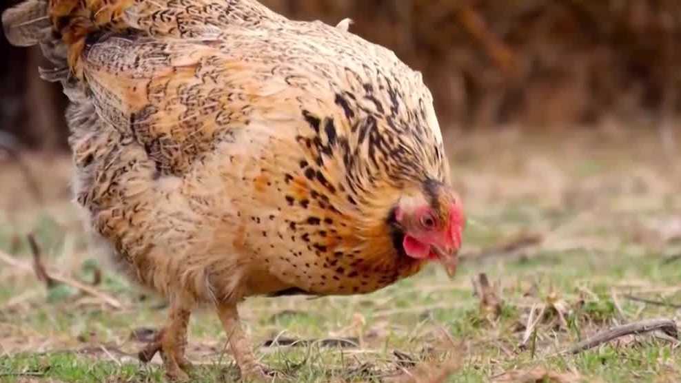 Stuart commissioners to vote on allowing some residents to keep chickens