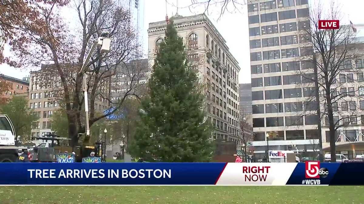 City's official Christmas Tree arrives in Boston