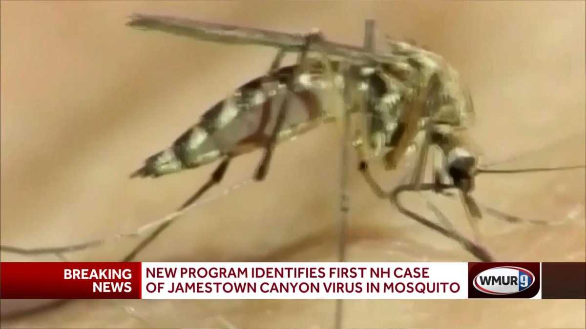 Il virus Jamestown Canyon è stato rilevato per la prima volta nelle zanzare nel New Hampshire