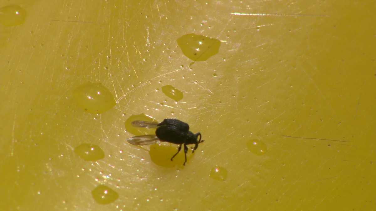 Harmless billbugs return to region