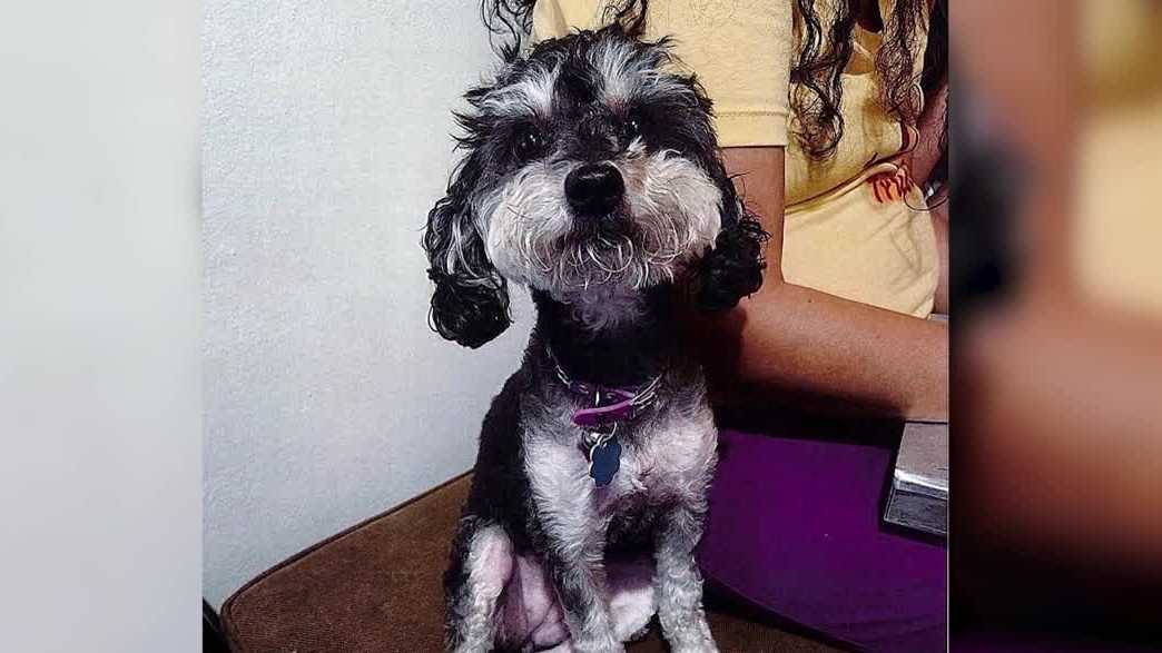 Orlando man accused of choking dog he was pet-sitting, police say