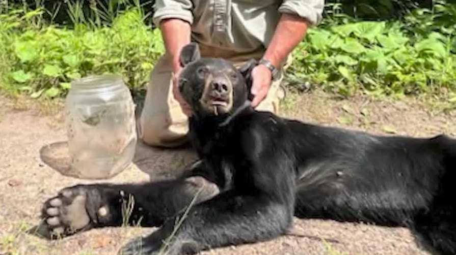 Plastic jug removed from Wisconsin bear's head