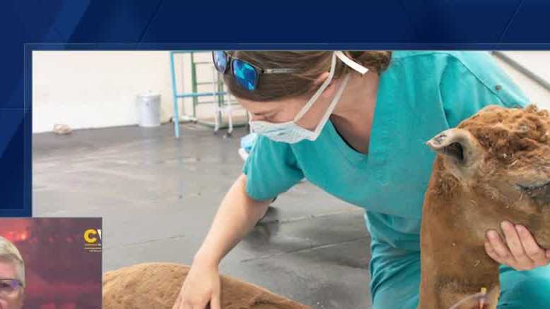 Here's how UC Davis is preparing to shelter animals during disaster