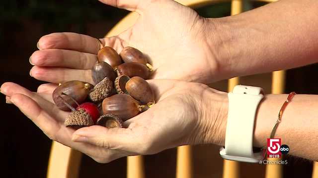 Acorns and almonds and Bear Butter, oh my! - Vimarsana News