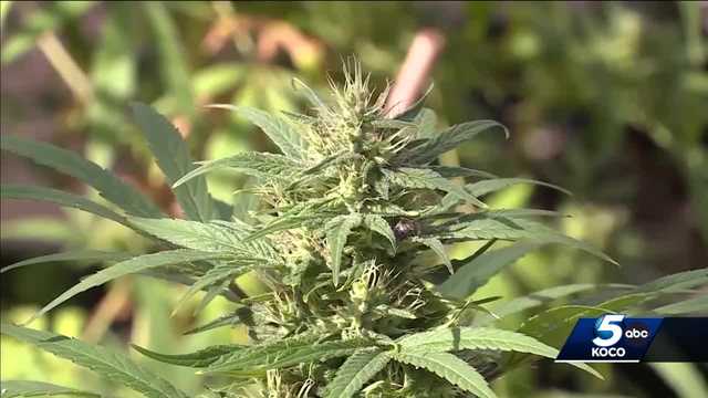 Court declines to hear lawsuit on medical marijuana changes - Vimarsana News