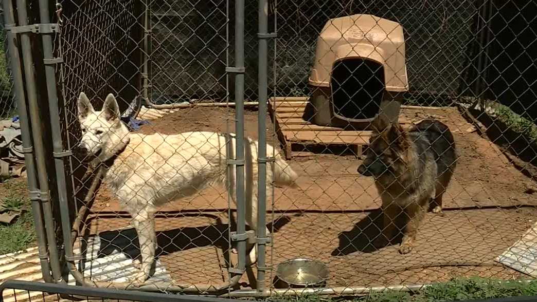 Stray dog shootings in Alabama shine light on county with no animal control