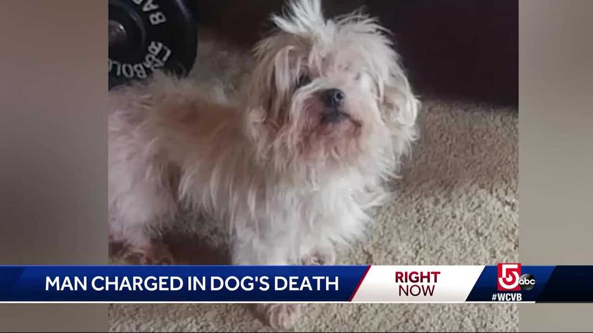 Dog euthanized after being buried alive