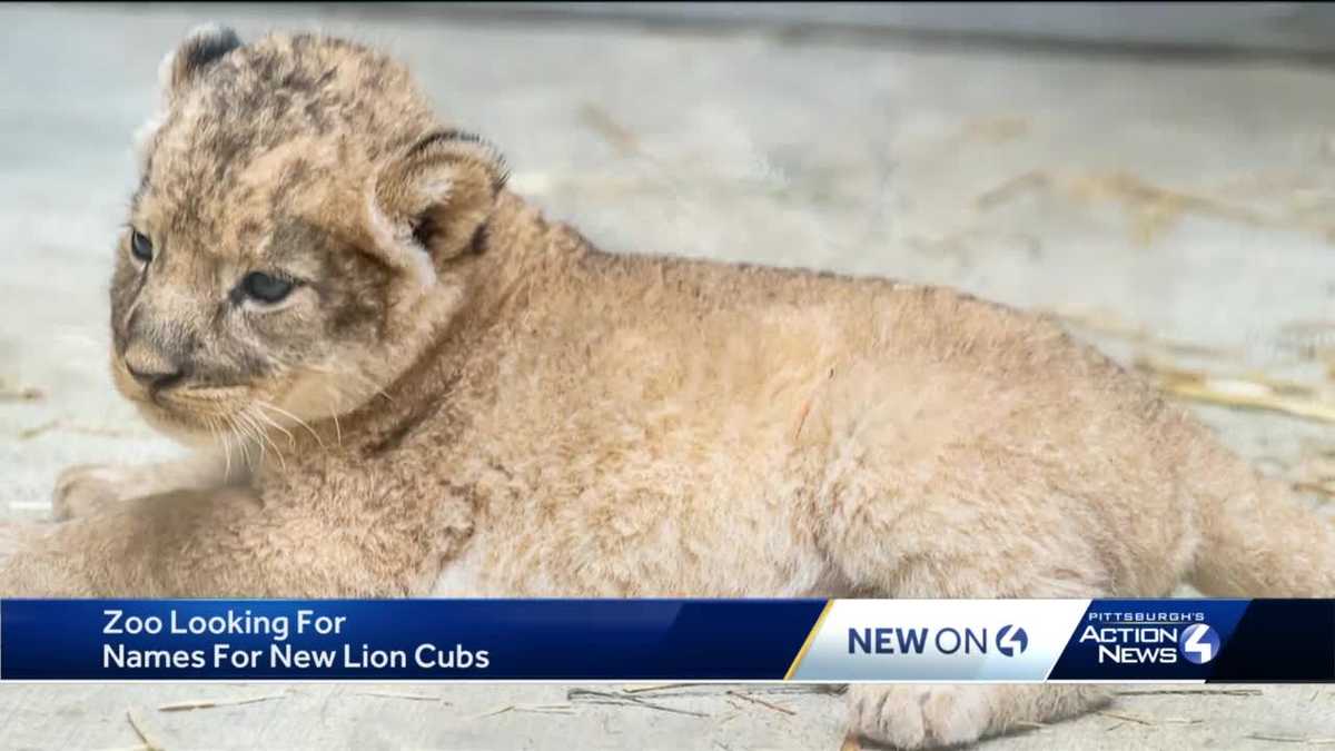 Pittsburgh Zoo & PPG Aquarium asks public to help name lion cubs