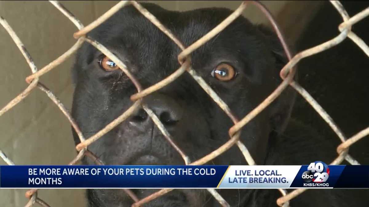 Rogers shelter warns pet owners about cold weather