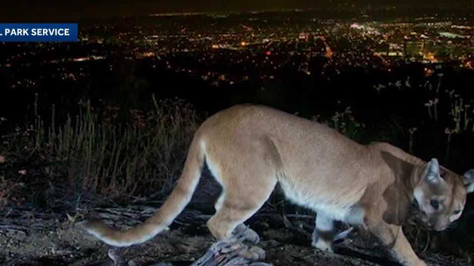 California officials move to protect mountain lion under state's Endangered Species Act