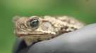 Toxic cane toads SWFL