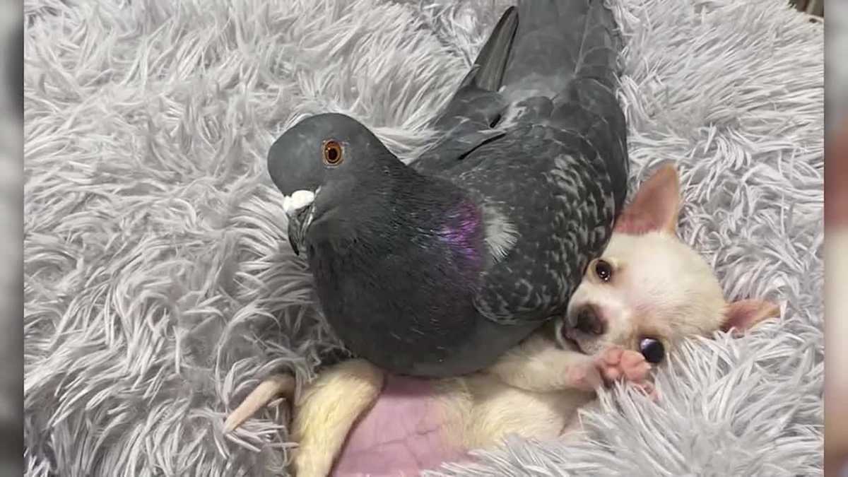 Injured flightless bird bonds with chihuahua puppy who can't walk