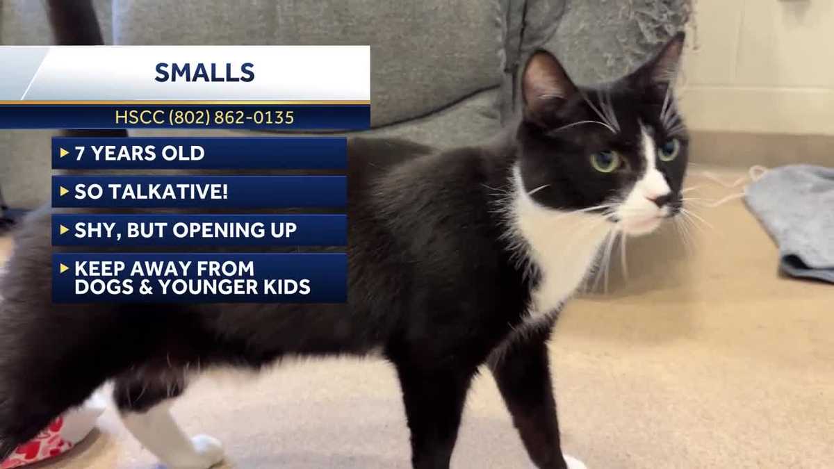 Pet Connection: May 29, 2025