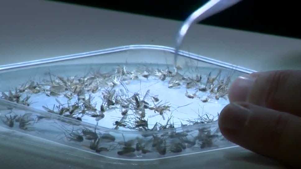 Sacramento targets invasive mosquitoes with new technology