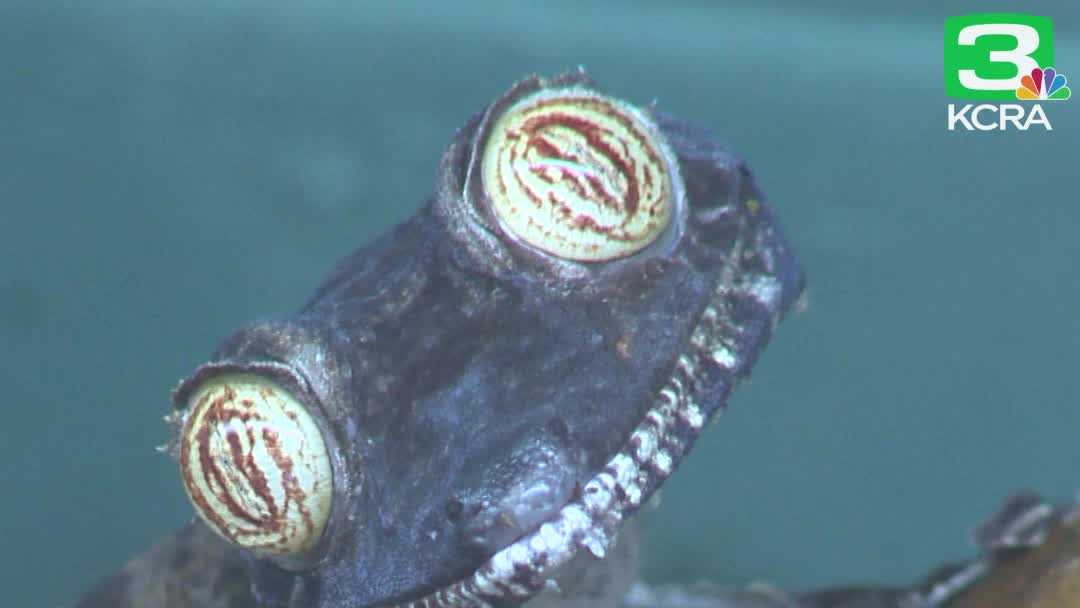 Man turns love of reptiles into Sacramento store