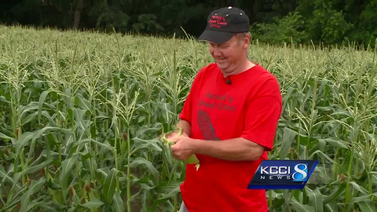 Iowa growers hope to have sweet corn ready soon