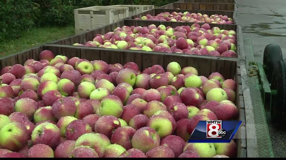 Maine apple orchards gearing up for the season
