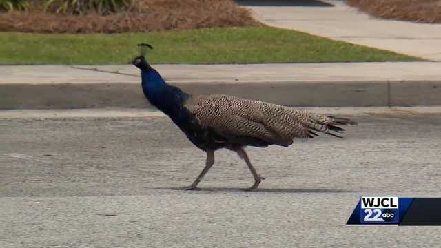 Georgia senior living residents seek aid for peacock on the loose - Vimarsana News