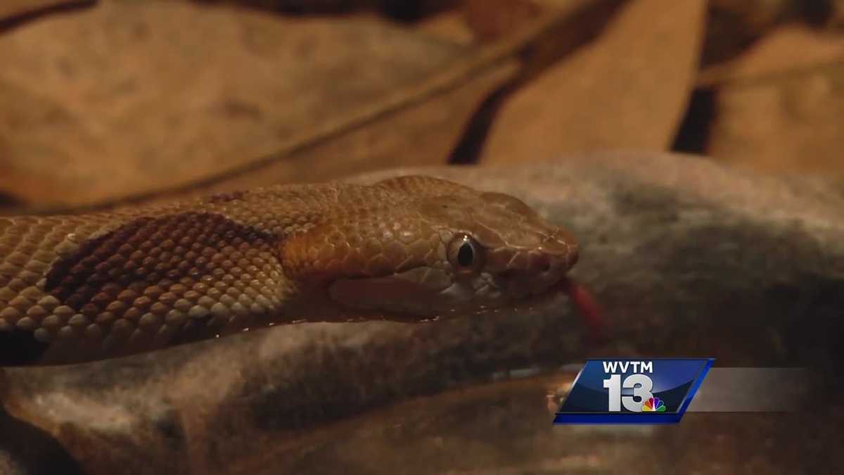 Copperhead snake bites on the rise in central Alabama