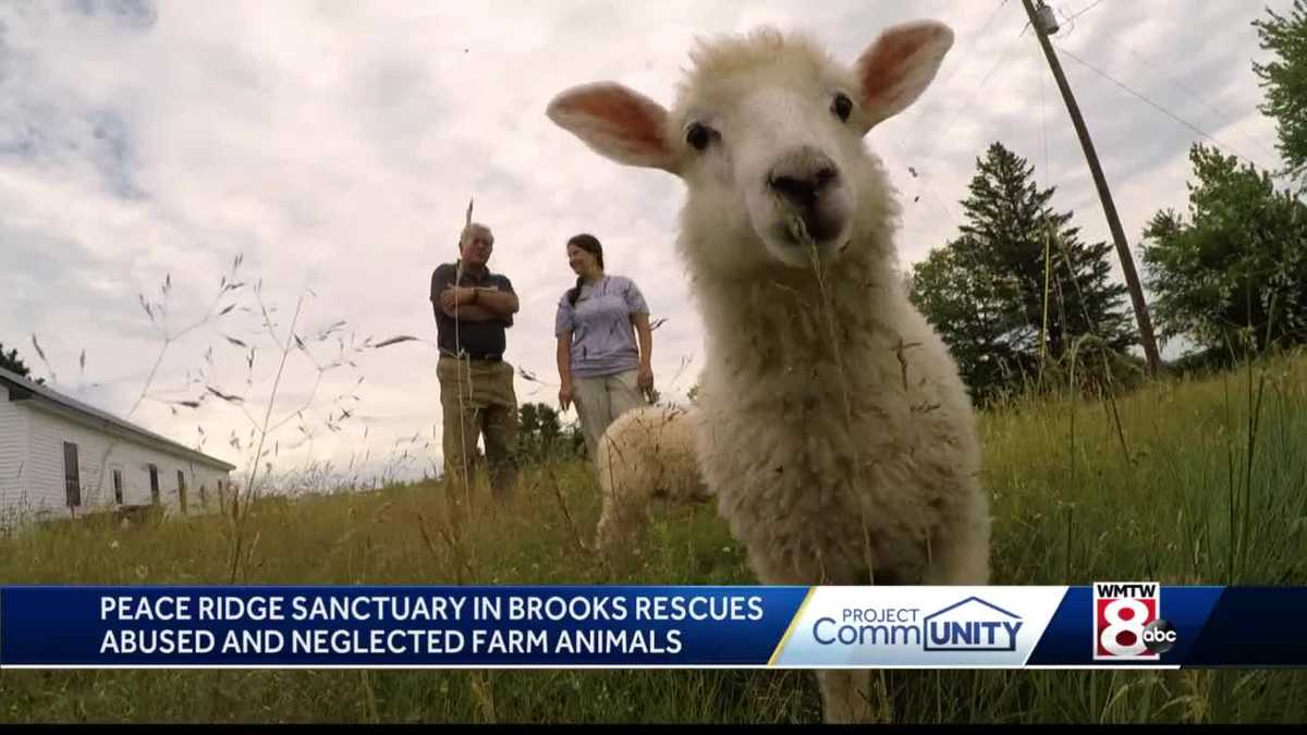 Maine animal sanctuary rescues abused, neglected farm animals