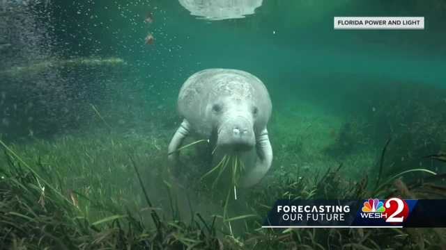 Behind the Central Florida efforts to save the manatees - Vimarsana News