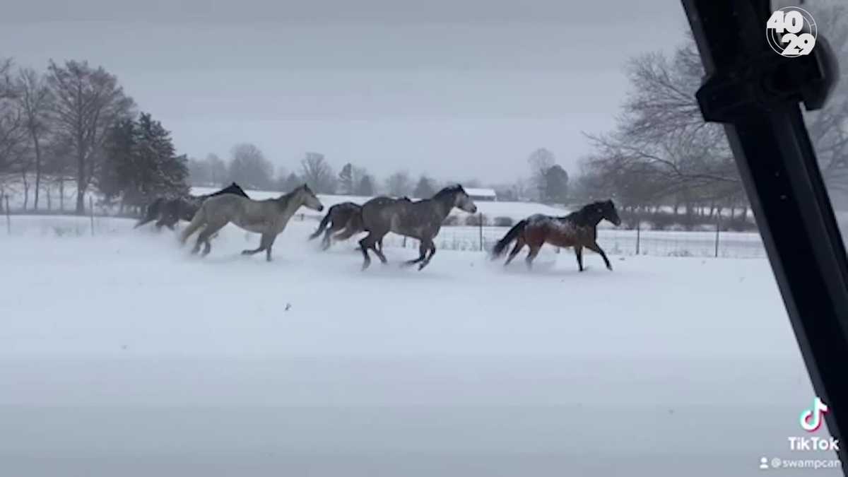 Horses in Arkansas race through the snow